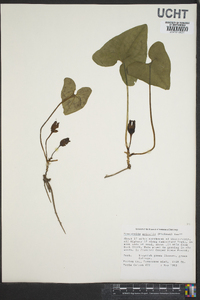 Hexastylis arifolia image
