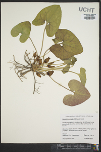 Hexastylis arifolia image