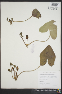 Hexastylis arifolia image