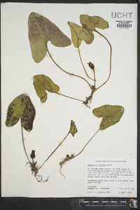 Hexastylis arifolia image