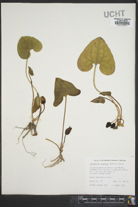 Hexastylis arifolia image