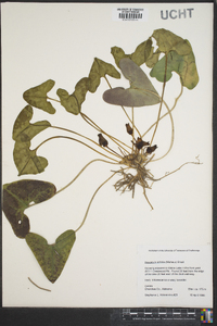 Hexastylis arifolia image