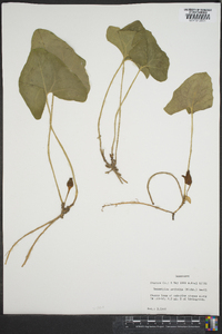 Hexastylis arifolia image