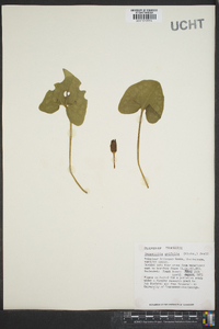 Hexastylis arifolia image