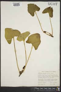 Hexastylis arifolia image