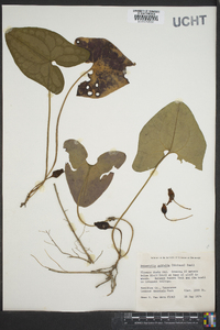 Hexastylis arifolia image