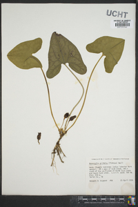 Hexastylis arifolia image