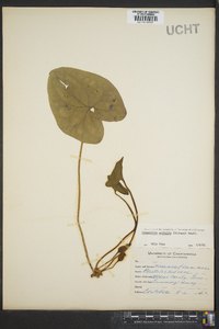 Hexastylis arifolia image