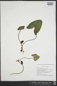 Hexastylis arifolia var. arifolia image