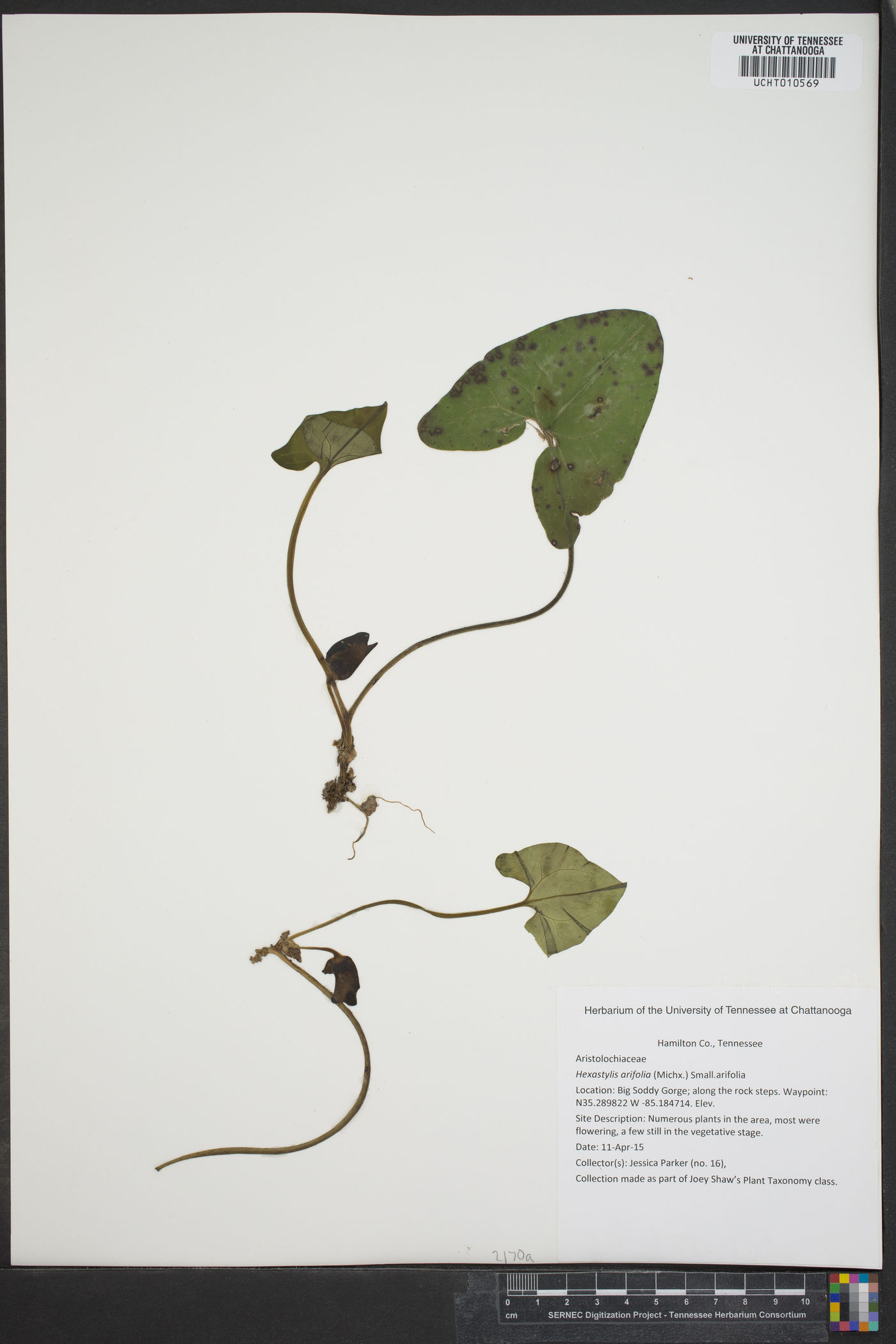 Hexastylis arifolia var. arifolia image