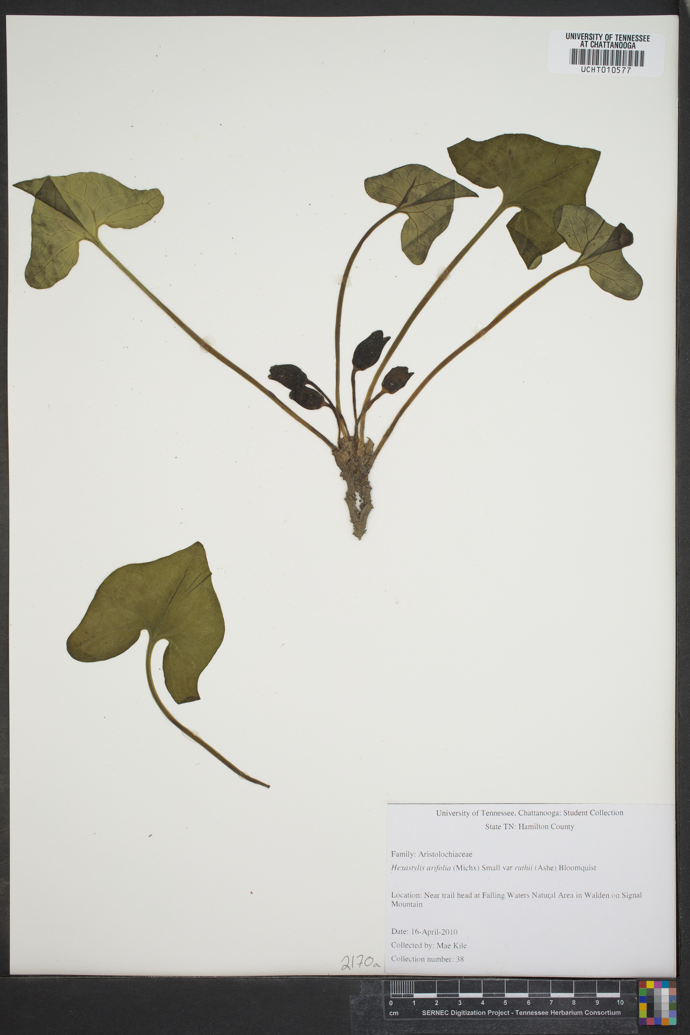 Hexastylis arifolia var. ruthii image