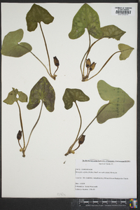 Hexastylis arifolia image