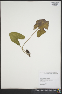 Hexastylis arifolia var. ruthii image