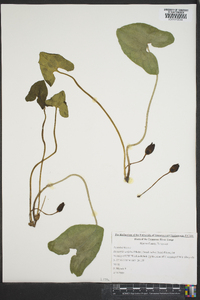 Hexastylis arifolia var. ruthii image