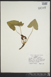 Hexastylis arifolia var. ruthii image