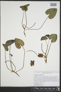 Hexastylis shuttleworthii image