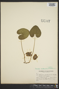 Hexastylis shuttleworthii image