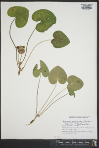 Hexastylis shuttleworthii image