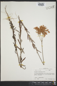 Eriogonum multiflorum image