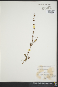 Rumex conglomeratus image