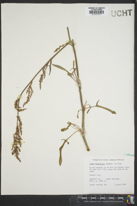 Rumex hastatulus image