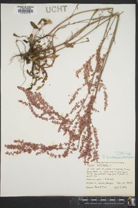 Rumex hastatulus image