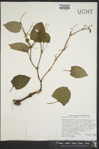 Reynoutria japonica image