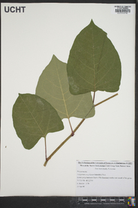 Reynoutria japonica image