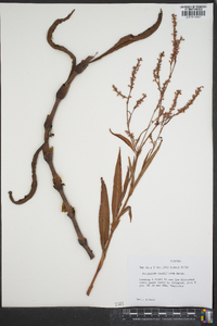 Polygonum densiflorum image