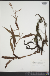 Polygonum densiflorum image