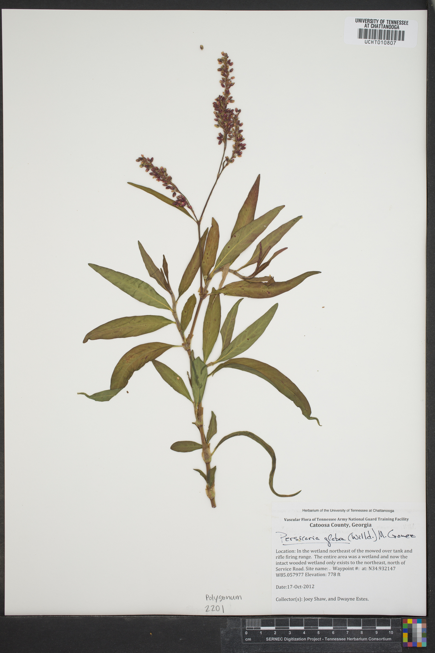 Polygonum glabrum image