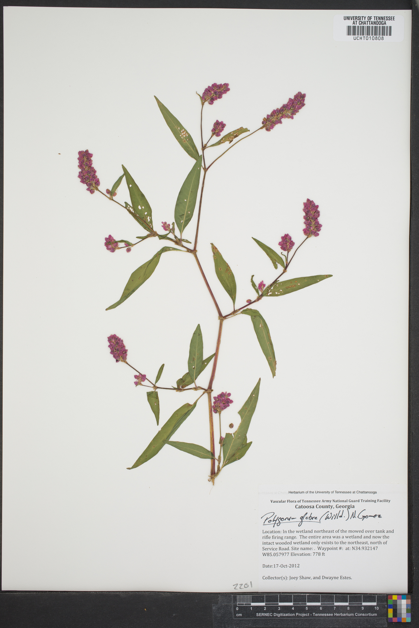 Polygonum glabrum image