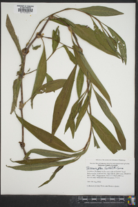 Polygonum glabrum image