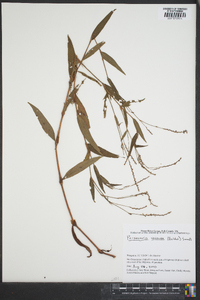 Polygonum setaceum image