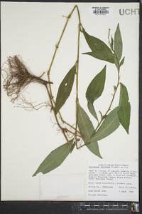 Polygonum setaceum image