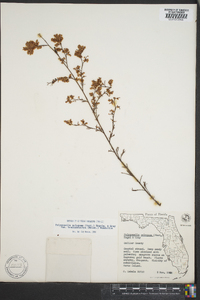 Polygonella polygama image