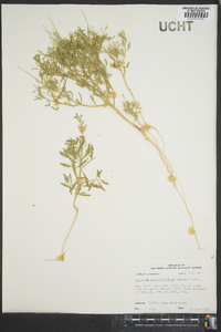 Cycloloma atriplicifolium image