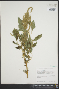 Amaranthus spinosus image