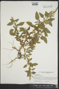 Amaranthus spinosus image