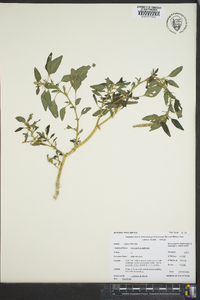 Amaranthus spinosus image