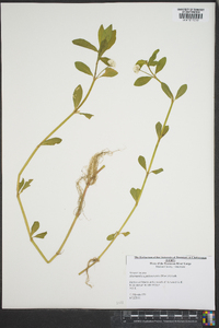 Alternanthera philoxeroides image