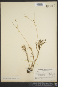 Talinum teretifolium image