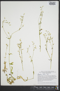 Cerastium nutans image