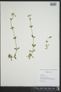 Cerastium pumilum image