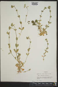 Cerastium viscosum image