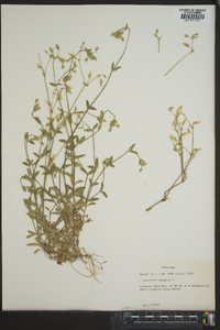 Cerastium fontanum subsp. vulgare image