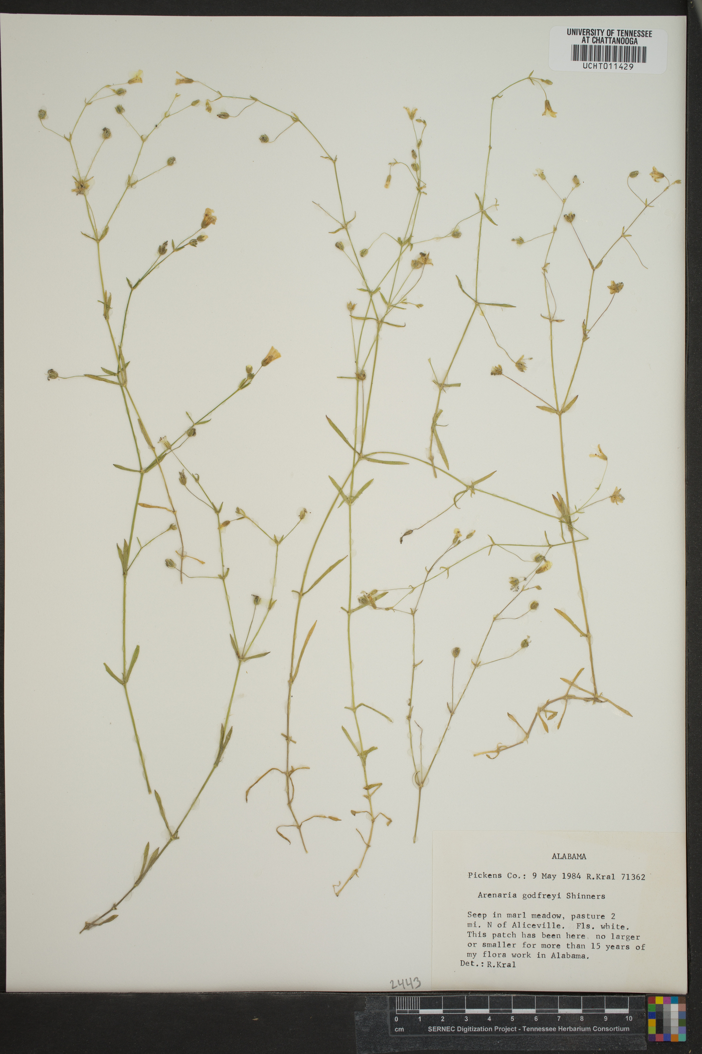 Minuartia godfreyi image