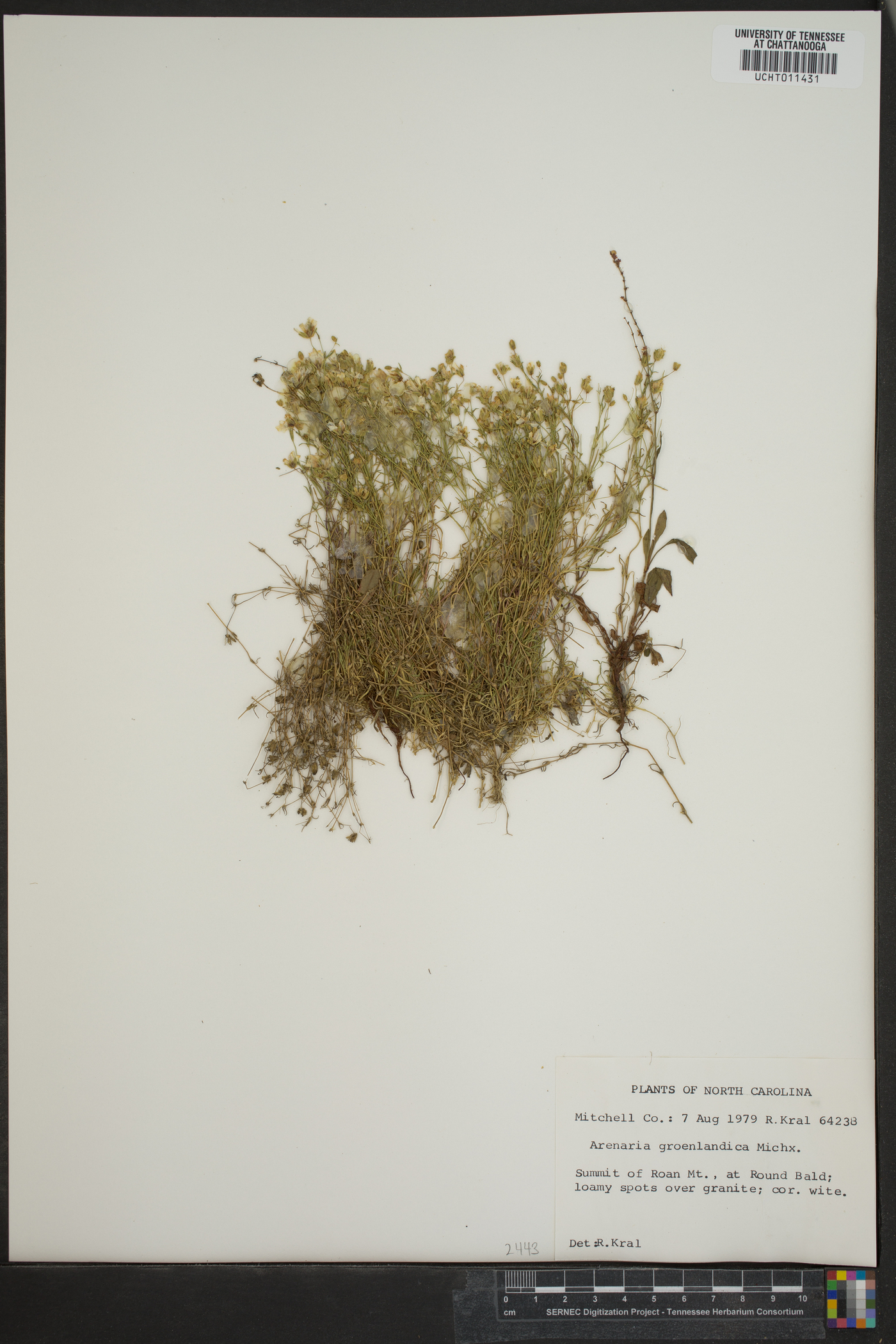 Arenaria groenlandica image