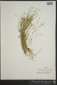 Minuartia muriculata image