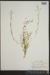 Minuartia muriculata image